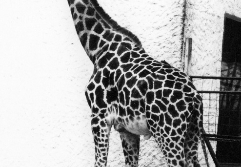 La Palmyre (942 visits) Girafe La Palmyre