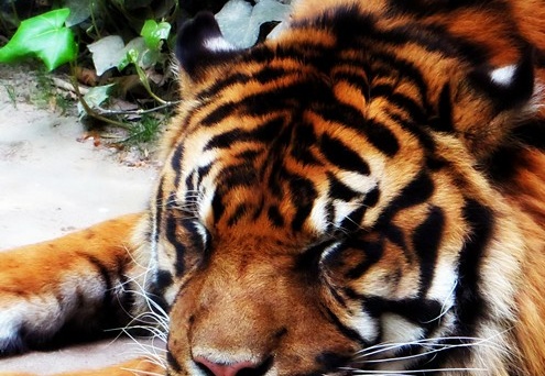Tigre (1370 visits) Tigre