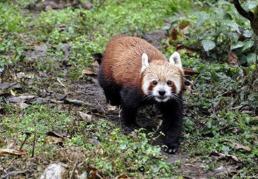 Panda roux (1206 visits) Panda roux