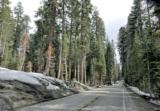 Glacier Point Road