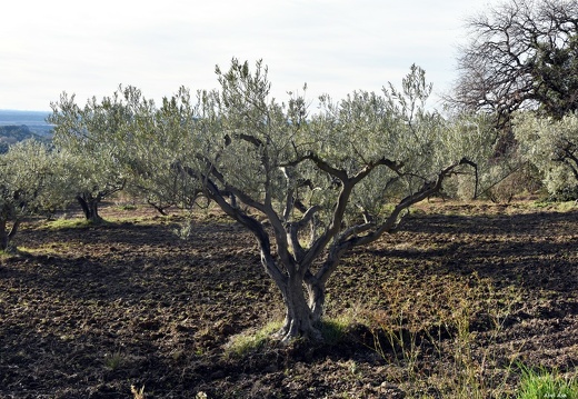 Les Baux de Provence