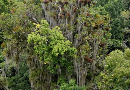 Tikal