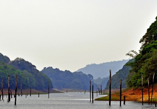 Periyar (782 visites) Periyar